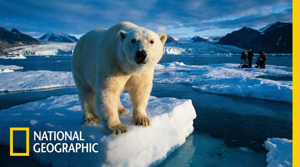 免费看片北极熊视频